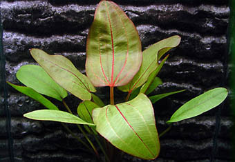 Echinodorus Devils Eye